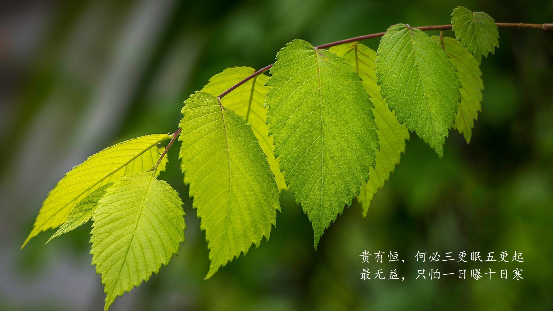 kaiyun.com-中国超级联赛中锋榜揭晓，谁才是绿茵射手王？，中国俱乐部超级联赛