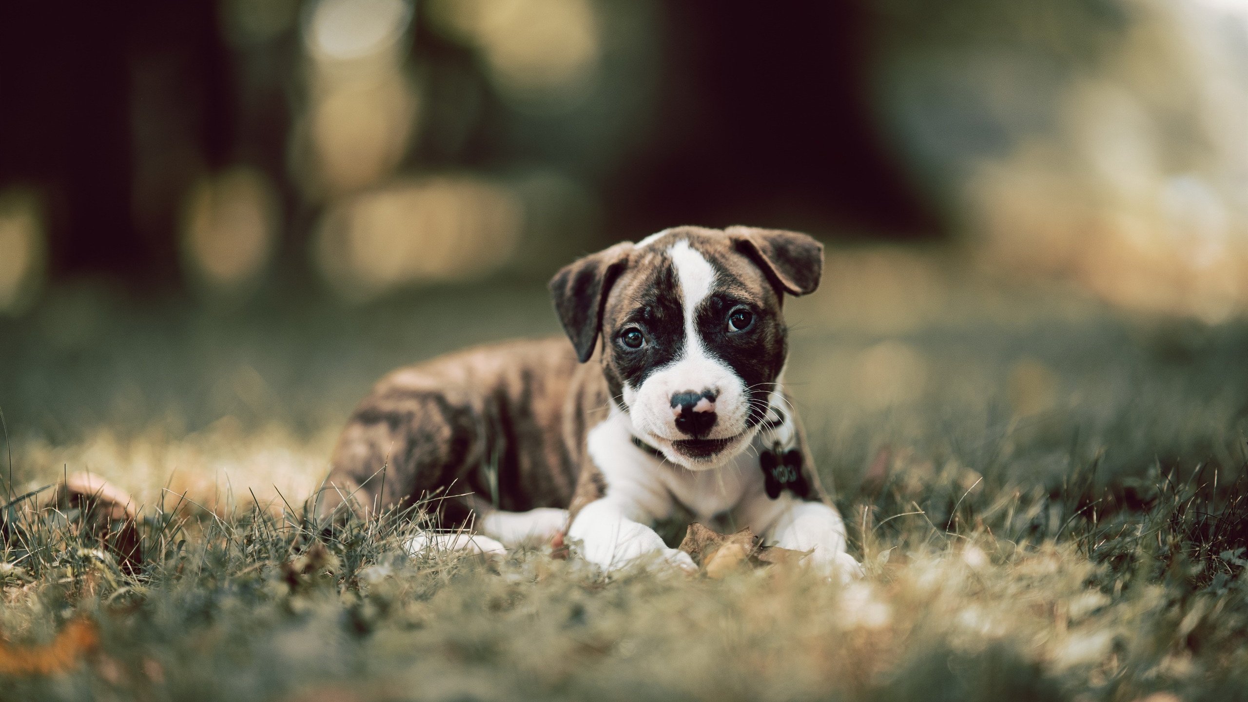 开云网站-广东宏远夺冠呼声高，球队整体状态稳定，广东宏远今年战绩