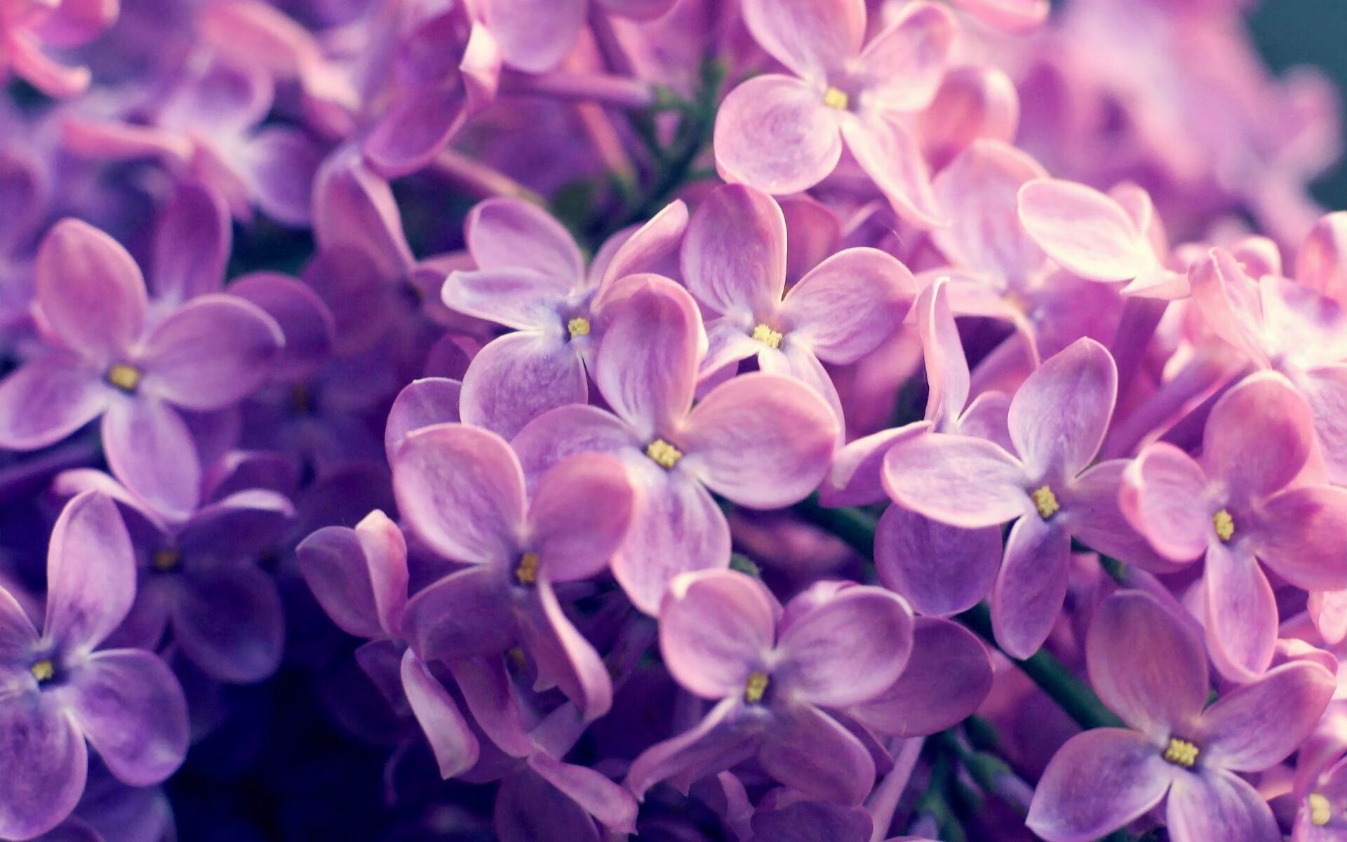 开云官方网页登录-战火燃烧：球场上的对决激情四射，无人能挡，战火燃烧歌词