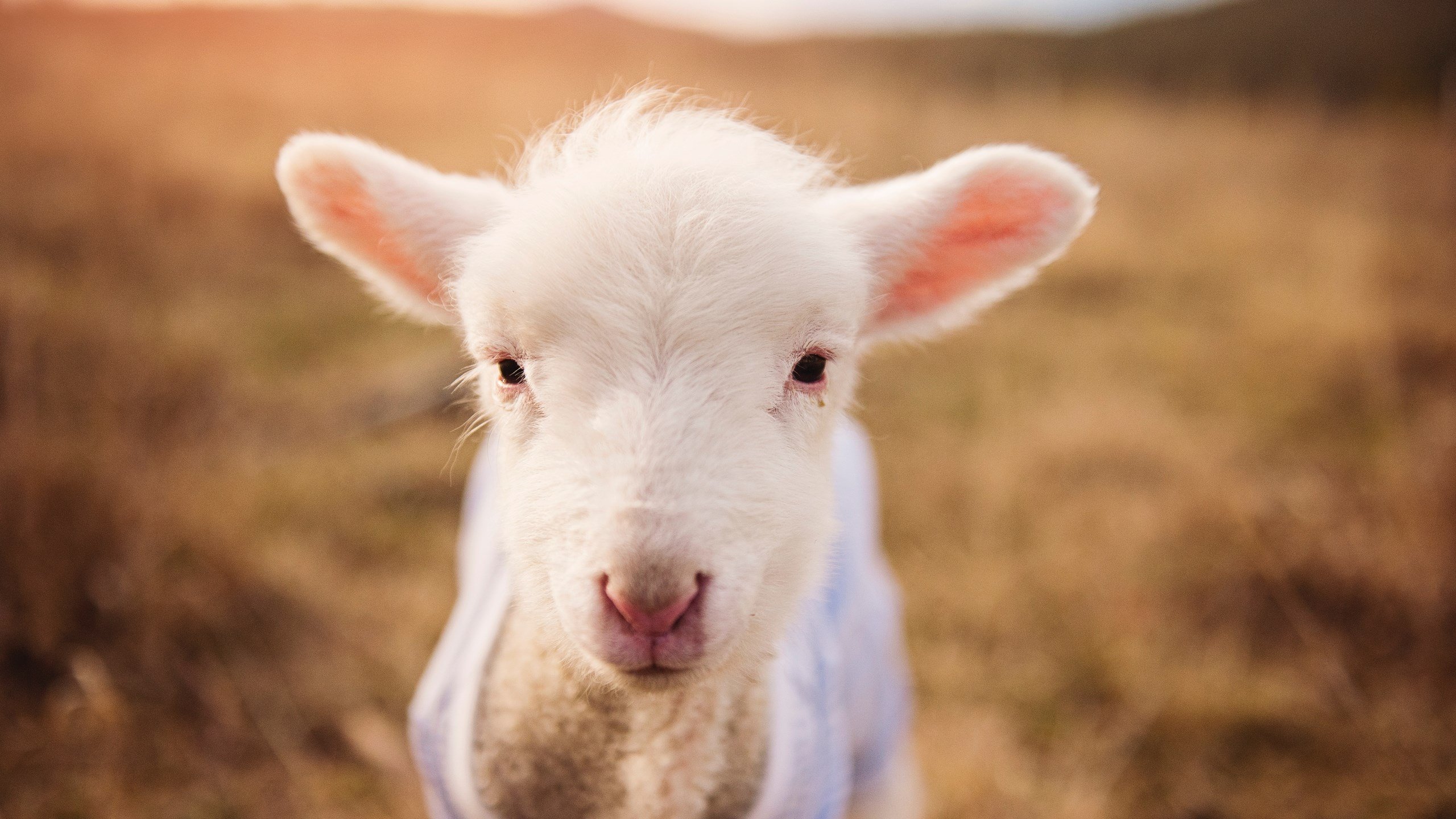 开云·体育官网-爱尔兰队无力回天：克罗地亚大比分晋级，2021爱尔兰足球