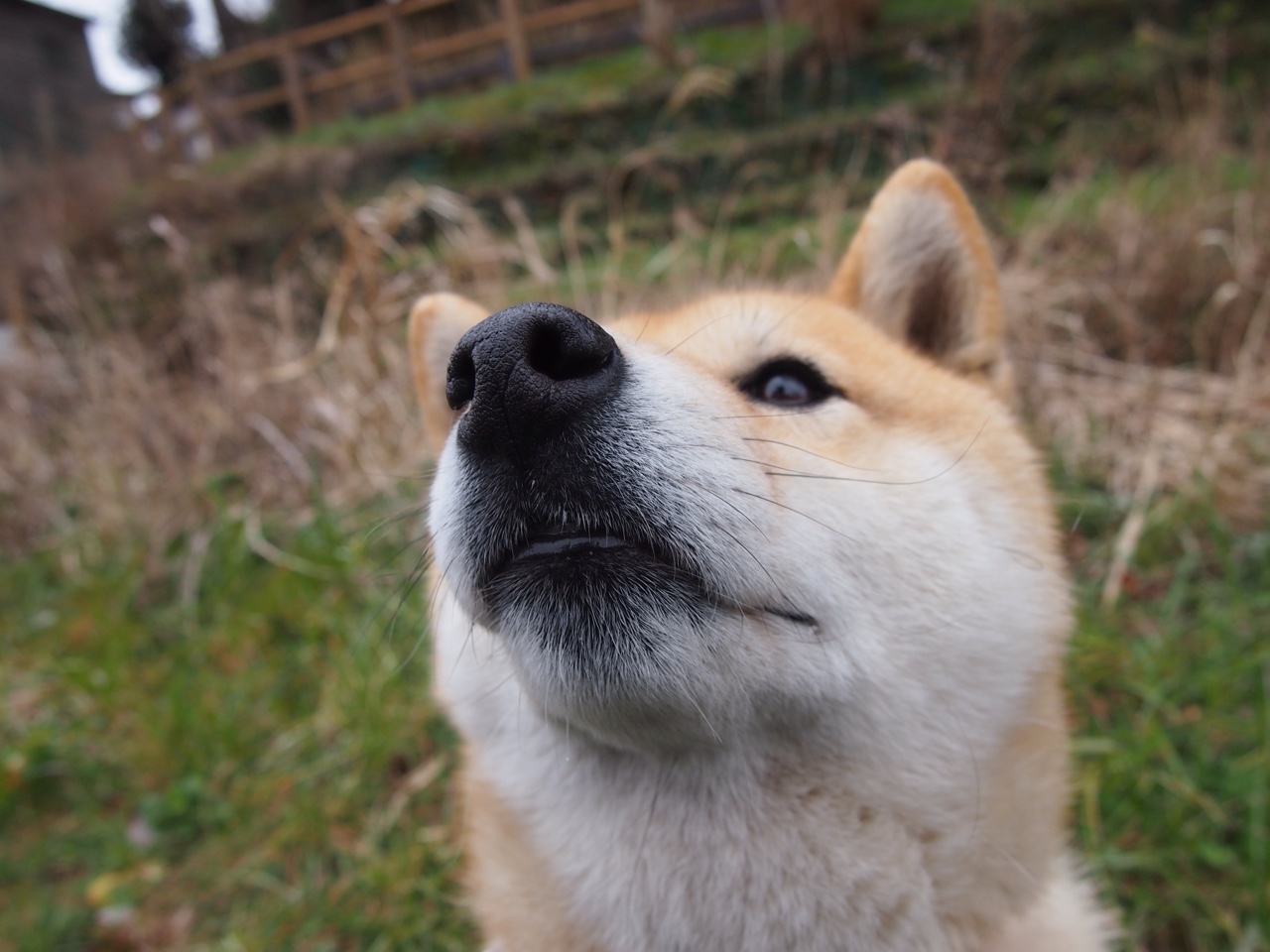 开云官方-王牌队球员健康状况良好，王牌队员申请出战是什么意思