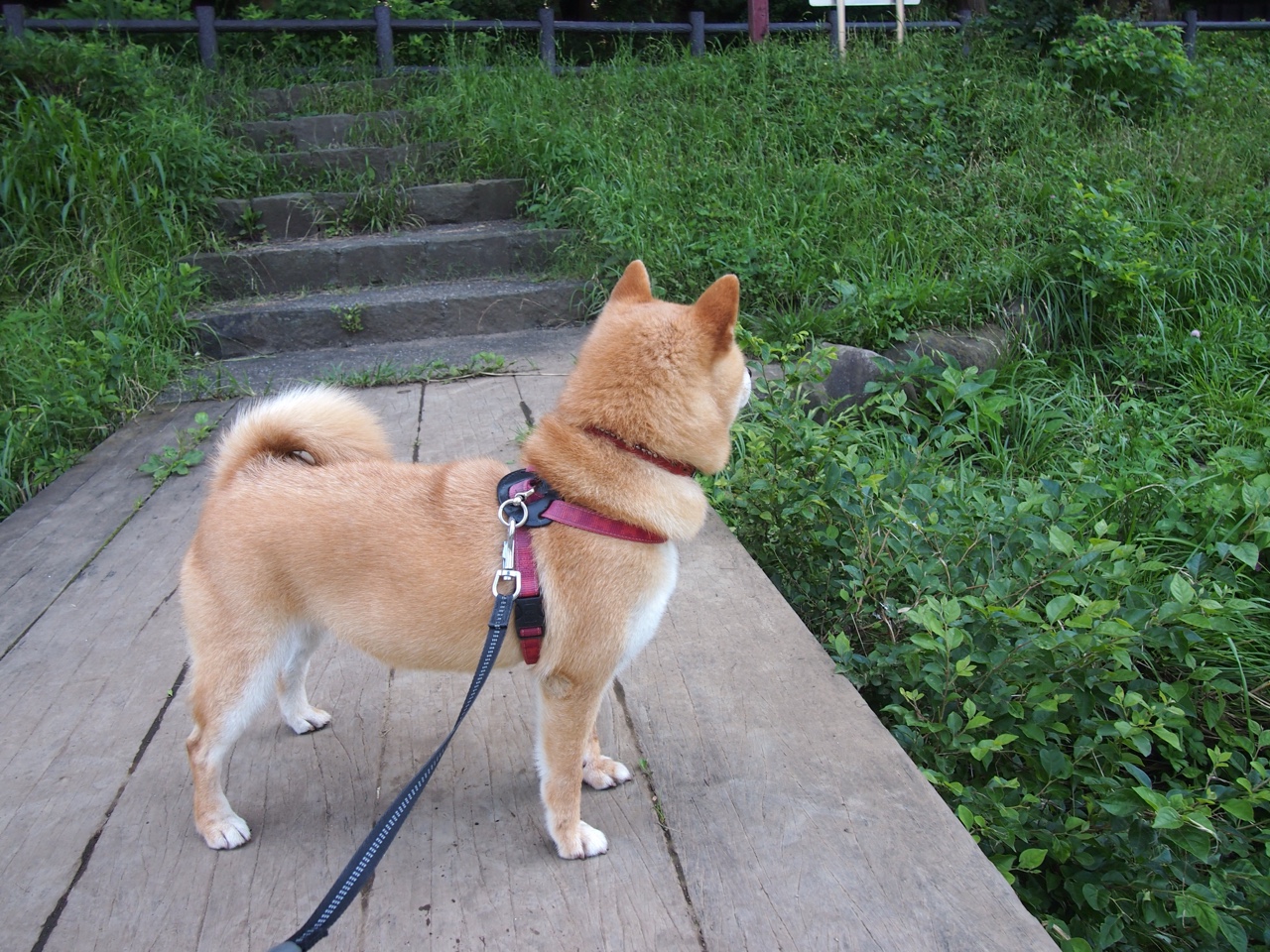 开云平台-数据显示：蝶泳选手高频换气反致配速下降，蝶泳如何呼吸换气