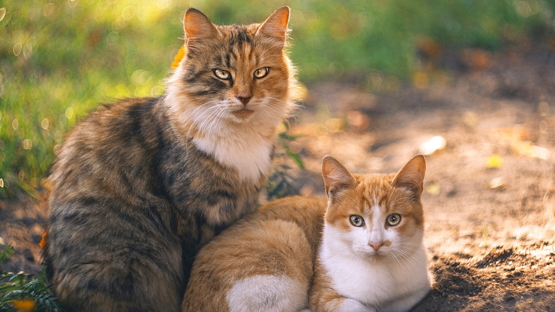 开云·体育全站登录地址-国家队热身赛安排密集确保集训成果得以检验，国家队热身赛直播