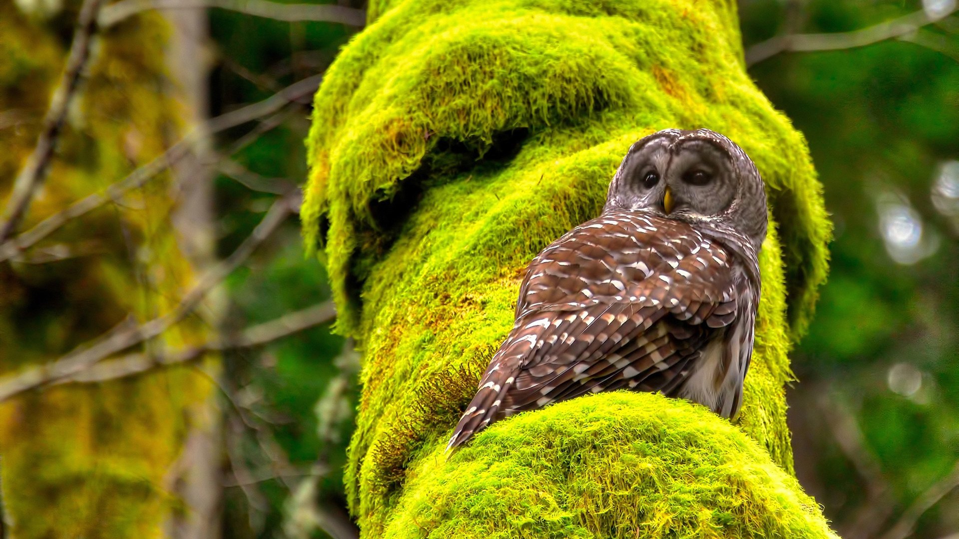 开云官网登录-欧洲杯策略创新：变阵、突破奇迹不断！，欧洲杯深度解析